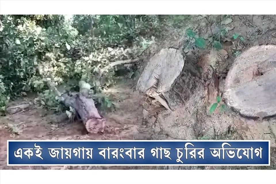রাতের অন্ধকারের একাধিকবার গাছ পাচারের অভিযোগ