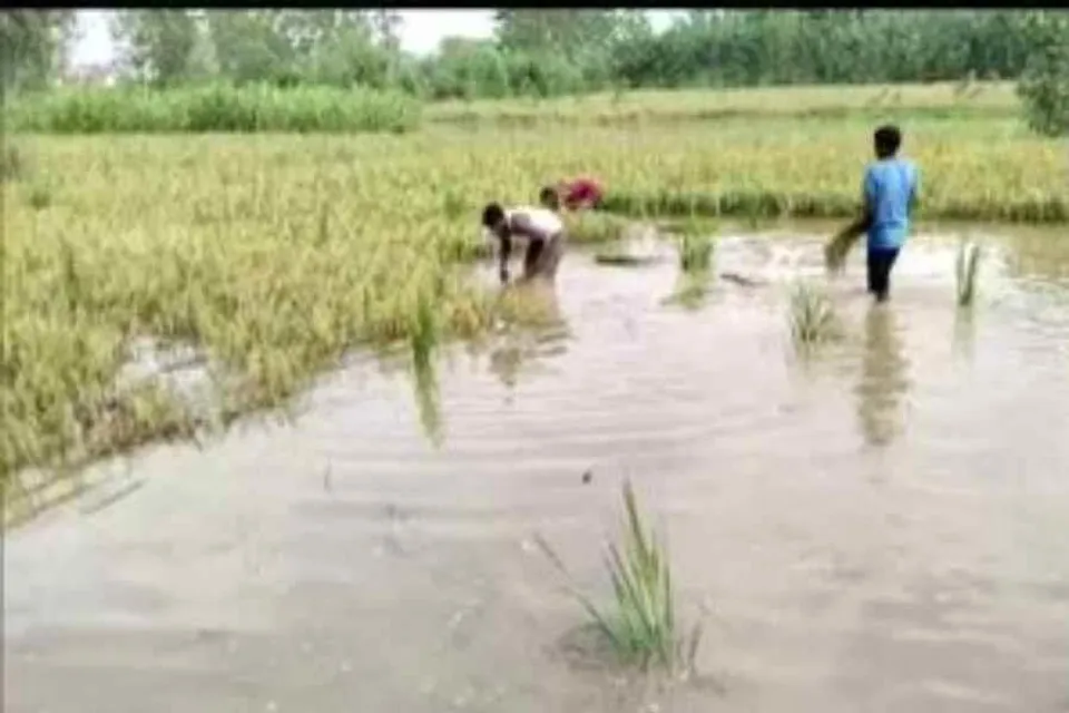 টানা বৃষ্টিতে নষ্ট হয়েছে ফসল, চিন্তায় কৃষকরা
