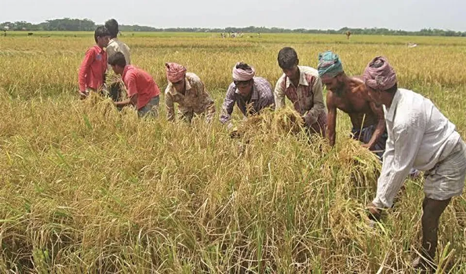মিলছে না ফসল, মাথায় হাত ধানচাষিদের