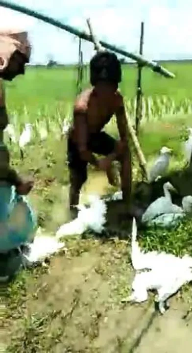 নির্বিচারে গো-বক হত্যা কেশপুরে, গ্রেফতার এক