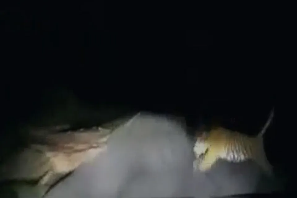 বাঘকে ধাক্কা মারল গাড়ি, তারপর...