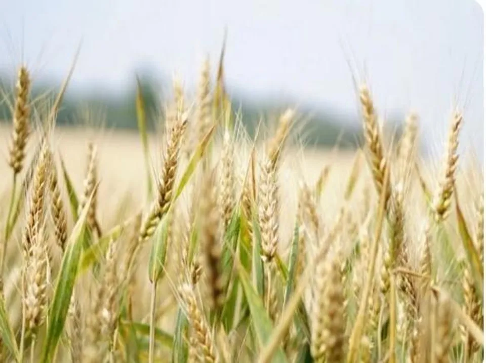 রাশিয়া এই বছর তার শস্য রপ্তানি পরিকল্পনা কমাতে পারে: কৃষি মন্ত্রণালয়