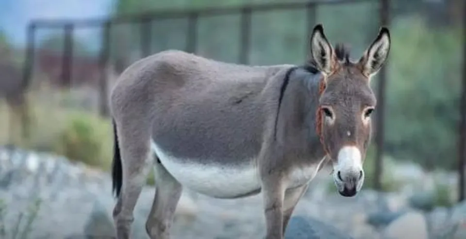 অবৈধ জবাই:৪০০ কেজি গাধার মাংস জব্দ, ১১জনের বিরুদ্ধে মামলা
