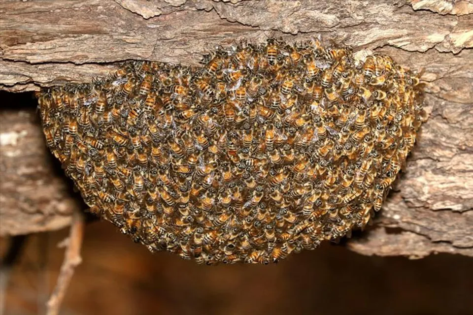 মৌমাছির দংশনে জ্ঞান হারালেন পর্যটকরা