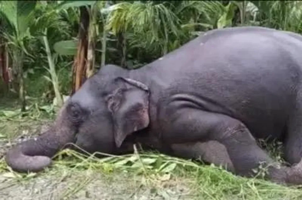 খালি জমিতে পড়ে আছে মরা হাতির পাশে খোঁড়া বিশাল কবর