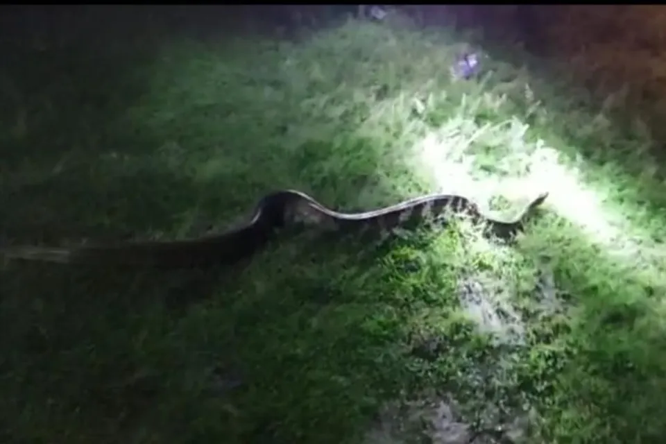 অজগর সাপ উদ্ধারে চাঞ্চল্য