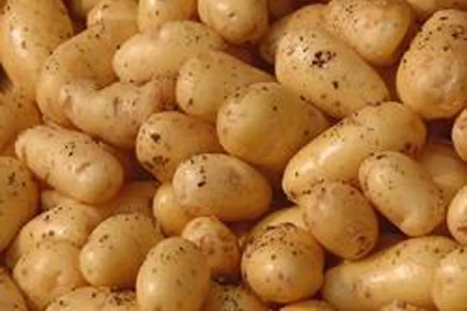 আলুর 'মড়ক' রোগ এবং তার প্রতিকার