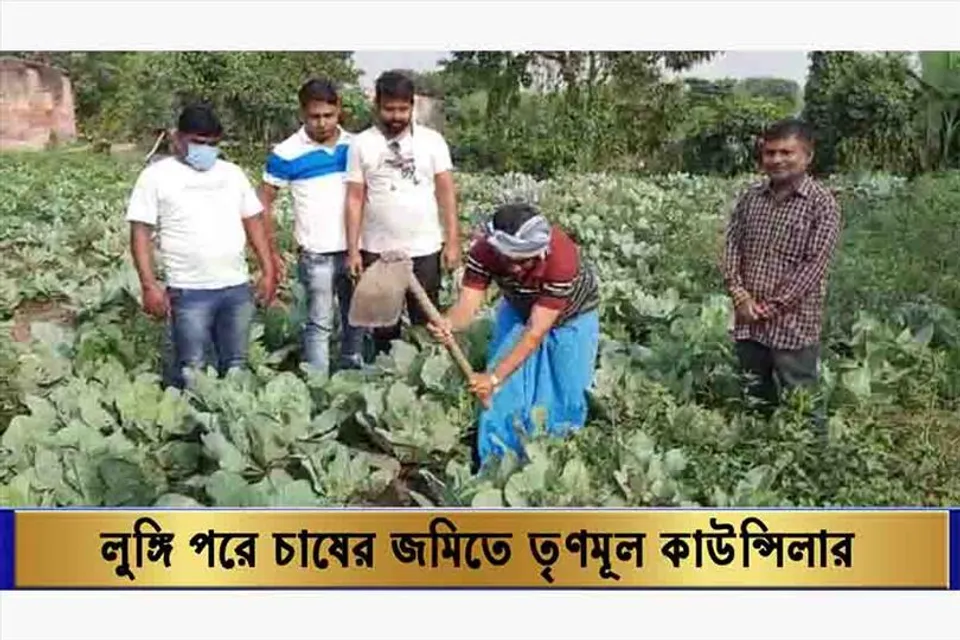 লুঙ্গি পরে চাষের জমিতে তৃণমূল কাউন্সিলার!