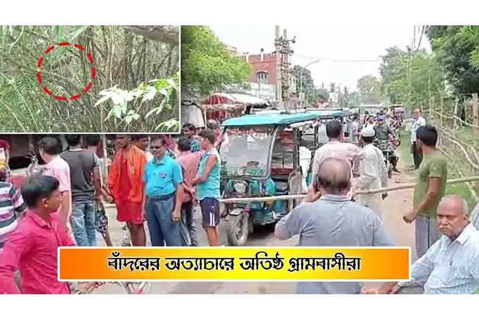 বাঁদরের অত্যাচারে অতিষ্ঠ গ্রামবাসীরা