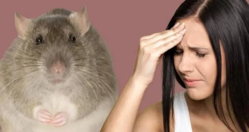 করোনার চেয়েও ভয়ঙ্কর হচ্ছে লাস্সা ফিভার, মৃত্যু ১০০ ছাড়িয়ে গেল