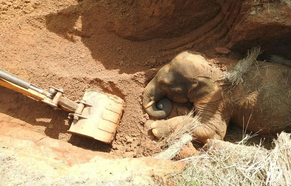সাত ঘণ্টা পর কুঁয়ো থেকে উদ্ধার হাতি