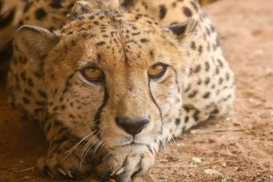 গর্ভবতী লক্ষ্যণে চিতার সংখ্যা বাড়ার আশায় ভারত