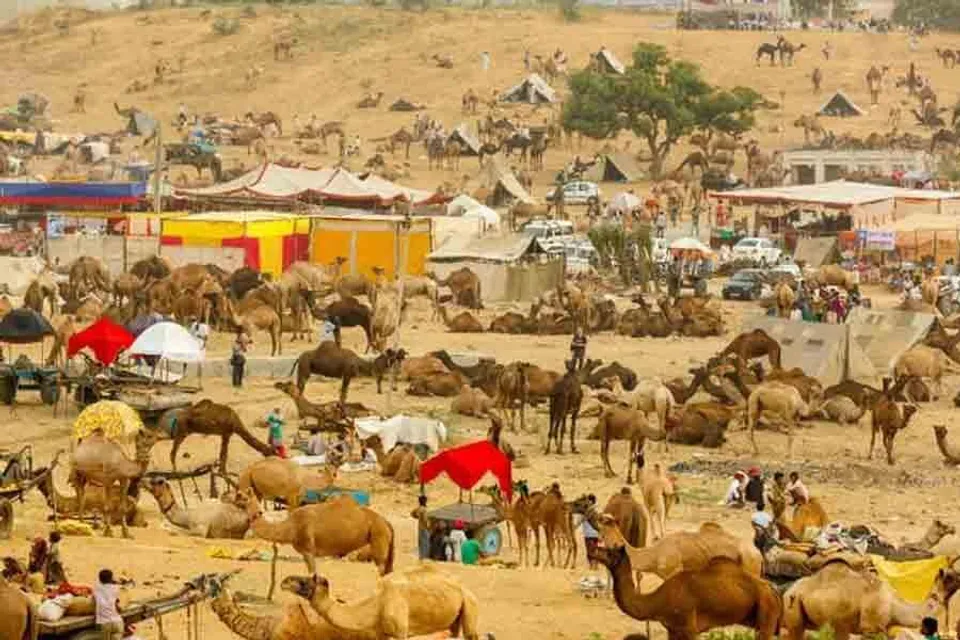 পুষ্কর মেলায় বাদ সাধছে গবাদি পশুদের চর্মরোগ