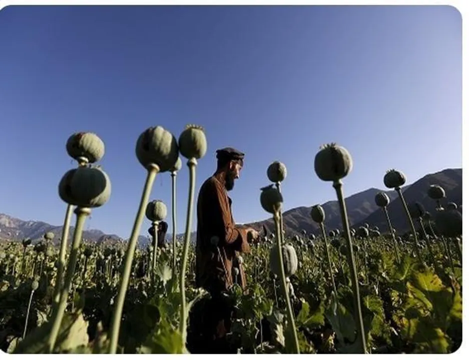 নিষেধাজ্ঞা সত্ত্বেও পোস্ত চাষ অব্যাহত আফগানিস্তানে