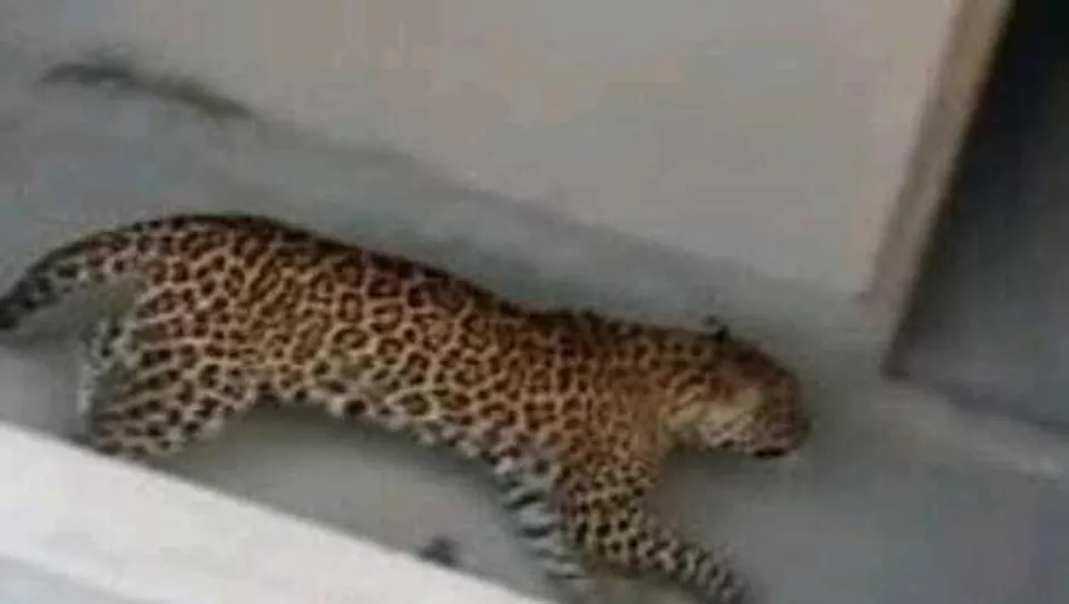 ঘুমপাড়ানি গুলিতে কাবু চিতাবাঘ