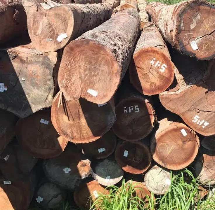 জলপাইগুড়িতে কাঠ মাফিয়াদের বিরুদ্ধে লাগাতার অভিযান বন দপ্তরের