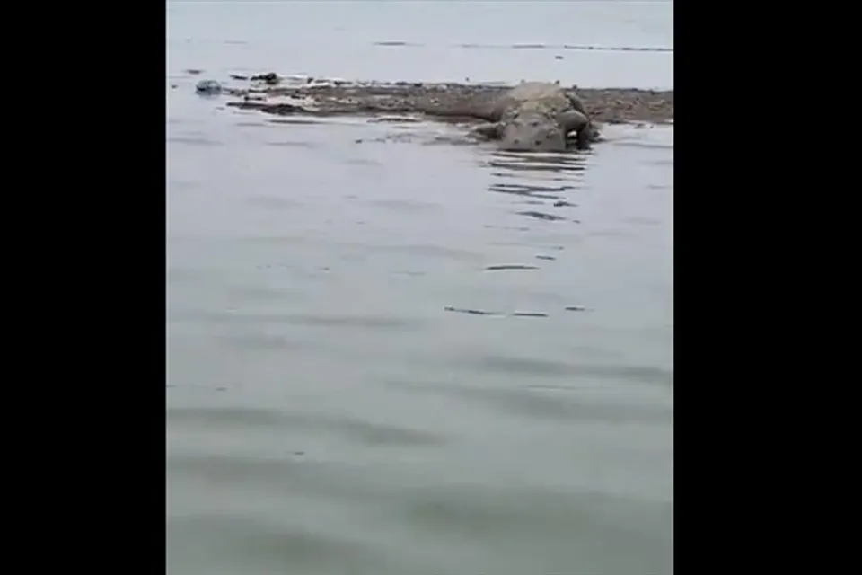 ব্যারেজের গেট খুলতেই আগমন ঘটলো কুমীরের!