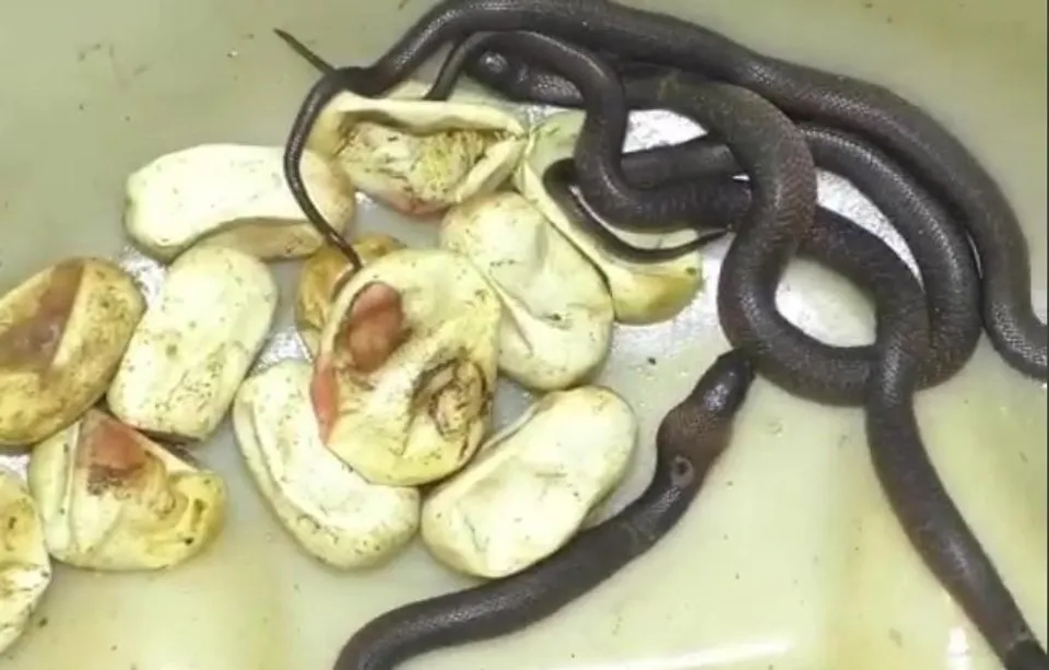 ২৮টি বিষধর সাপ ও ৪৭টি ডিম মিলল বালাসোরে