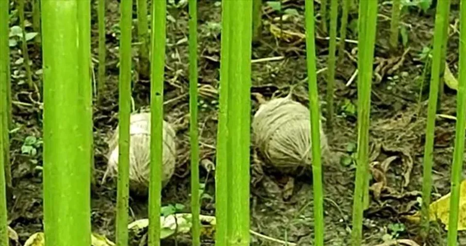 ডোমকল বিস্ফোরণের ঘটনায় ধৃত ৫