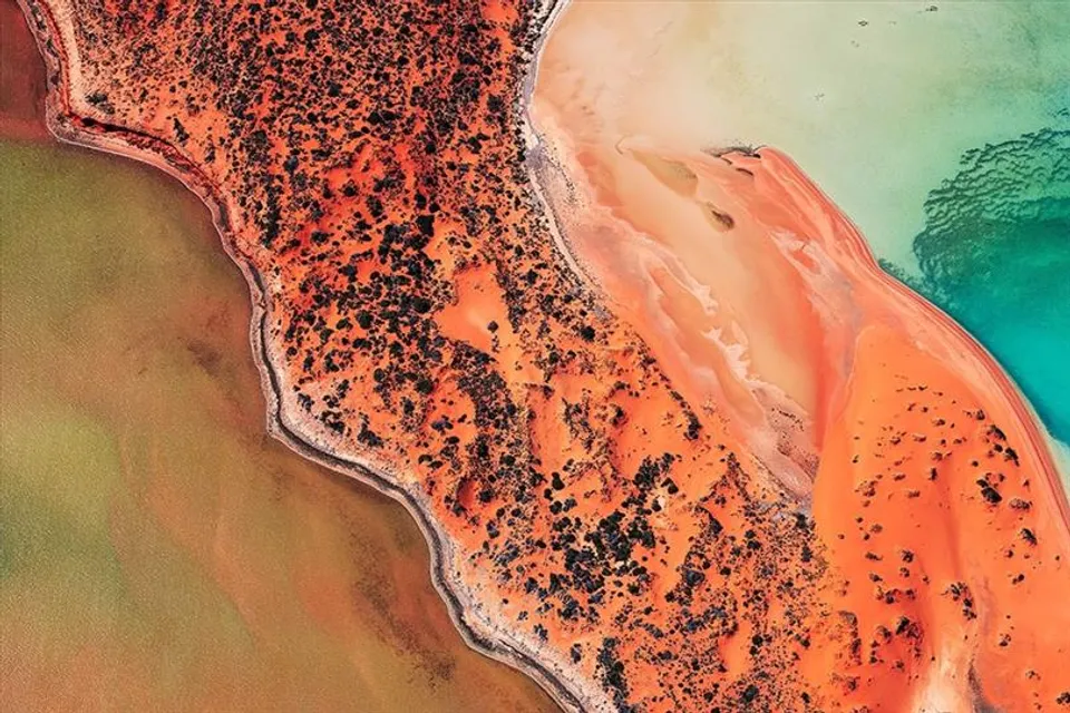 অস্ট্রেলিয়ায় বিশ্বের বৃহত্তম জীবন্ত গাছ