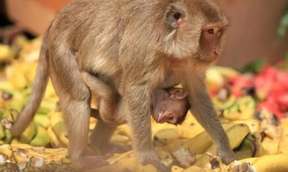 দুই বছর পর শুরু থাইল্যান্ডের 'বাঁদর উৎসব'