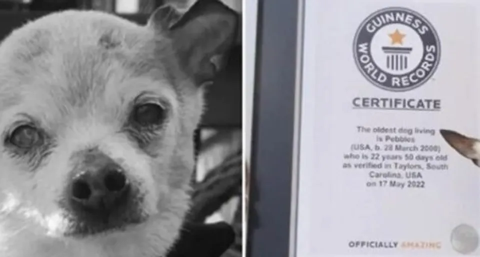 বিশ্বের সবচেয়ে বয়স্ক কুকুর Pebbles এর মৃত্যু