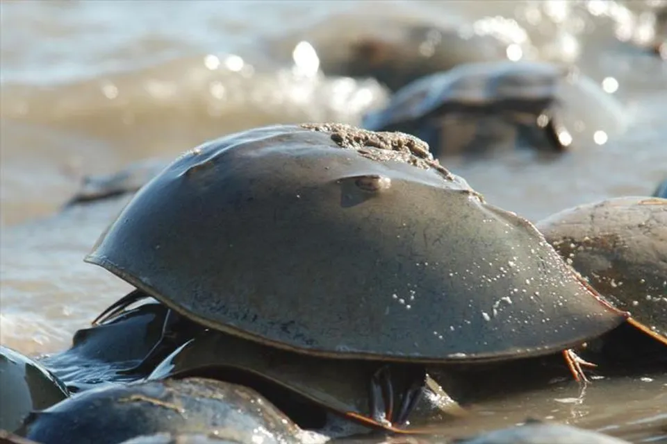 এই প্রজাতির কাঁকড়া কি বিলুপ্তির পথে?