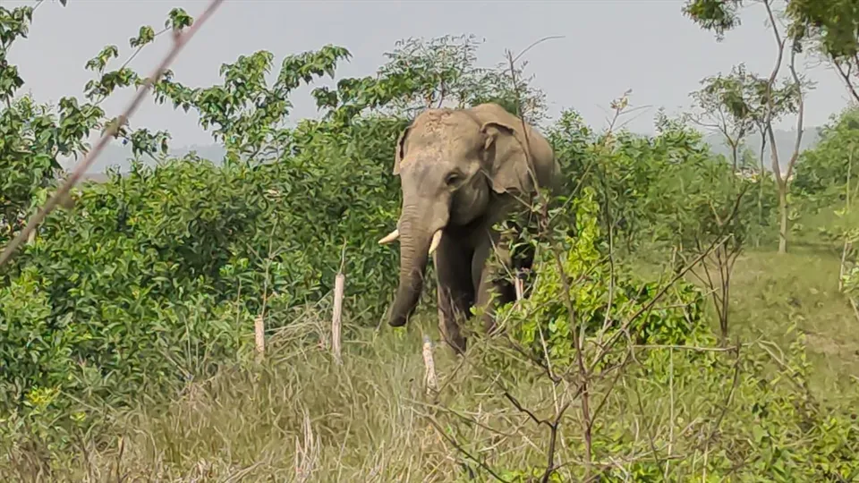 খাবারের খোঁজে লোকালয়ে দাঁতালের হানা, আতঙ্কে গ্রামবাসী