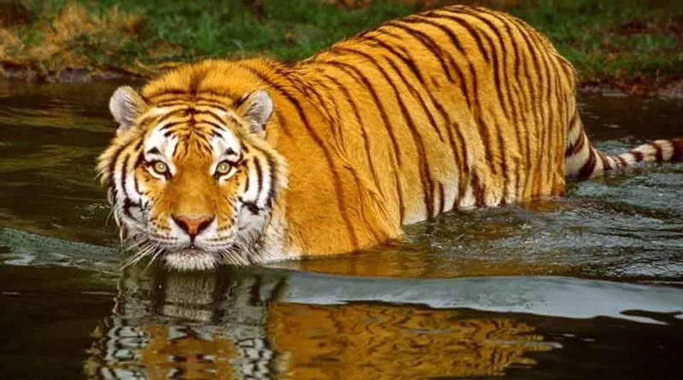 ফের বাঘের আতঙ্কে কাঁপছে কুলতলি