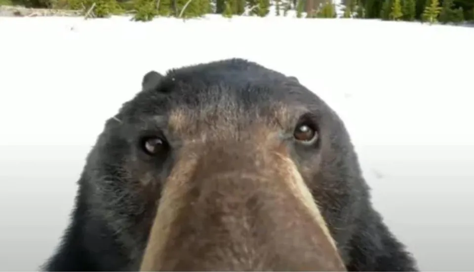 সেলফি তুলছে ভাল্লুক! মুহূর্তে ভাইরাল