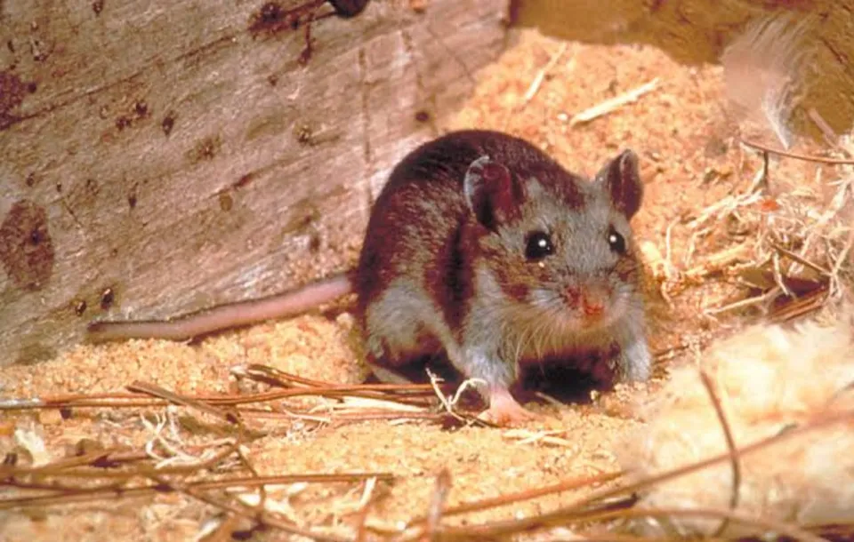 আকাশ থেকে পড়ছে ইঁদুর, ভাইরাল