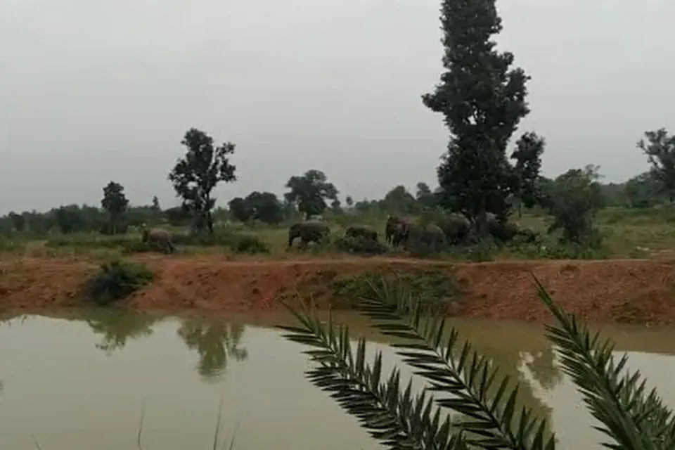 অবশেষে স্বস্তি দিয়ে লালগড়ে গেল হাতির পাল