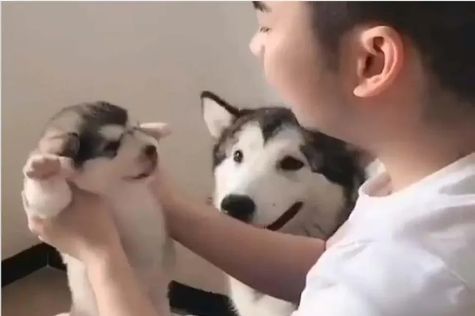 বাচ্চা কুকুরের এমন দৃশ্য আপনারও মন জয় করবে অনায়াসেই