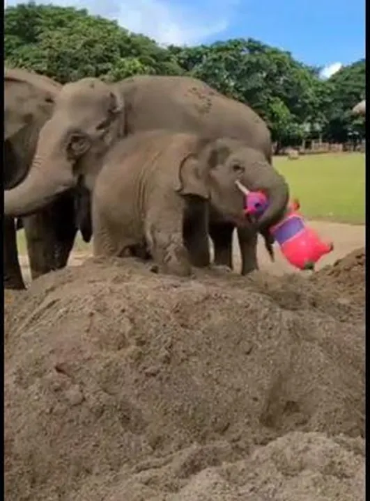 আজব দৃশ্য, খেলনা নিয়ে খেলছে এক বাচ্চা হাতি