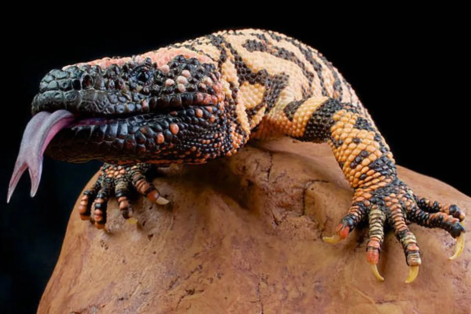 পৃথিবীর অন্যতম বিষাক্ত এই প্রাণী