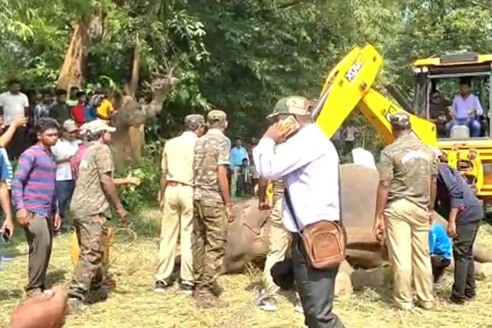 মৃত্যু হল পূর্ণবয়স্ক এক মহিলা হাতির