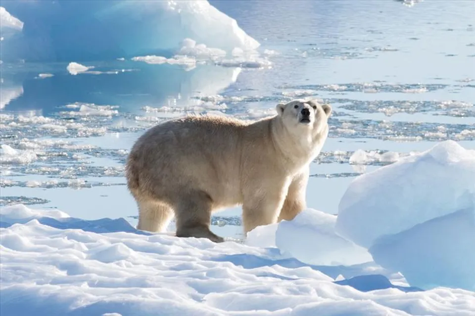 একা হয়ে পড়ছে মেরু ভাল্লুক