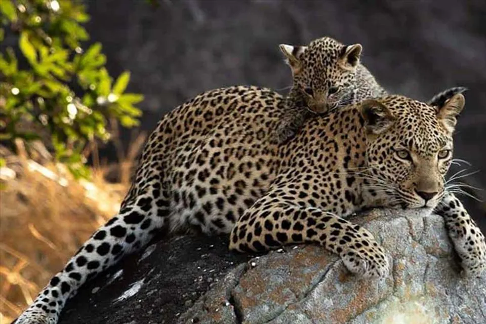 হারিয়ে যাওয়া চিতা শাবককে উদ্ধার করে ফিরিয়ে দেওয়া হল মায়ের কাছে