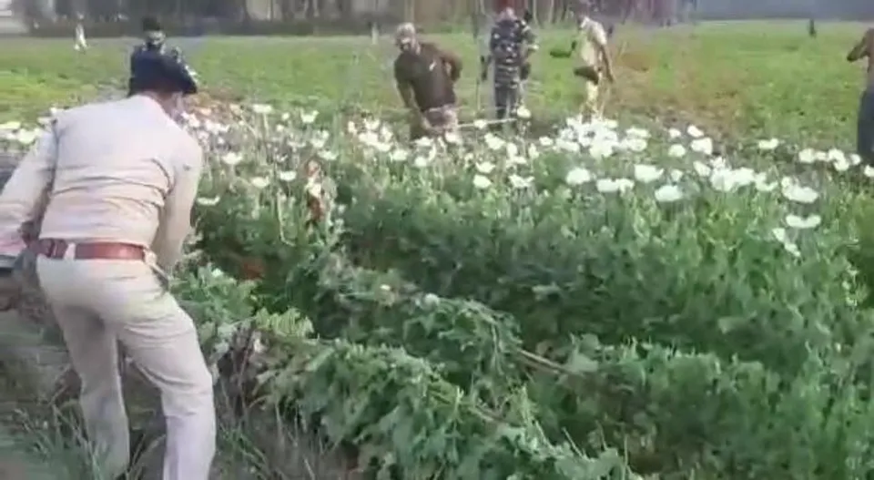 চন্দ্রকোনায় বেআইনি পোস্ত চাষের বিরুদ্ধে অভিযান পুলিশের