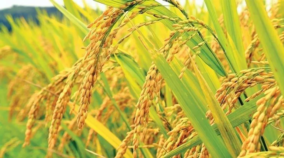 সুধা পদ্ধতিতে ধান চাষে দারুণ সাফল্য পেলেন কৃষকরা