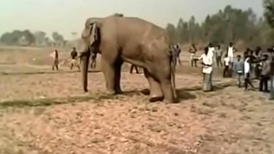 বাঁকুড়ায় দলছুট হাতি দেখতে গিয়ে জখম যুবক