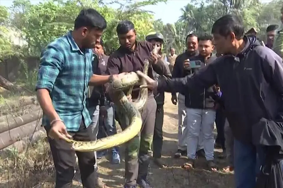 বিশাল আকৃতির দুটি পাইথন সাপকে ঘিরে শোরগোল রাজ্যে