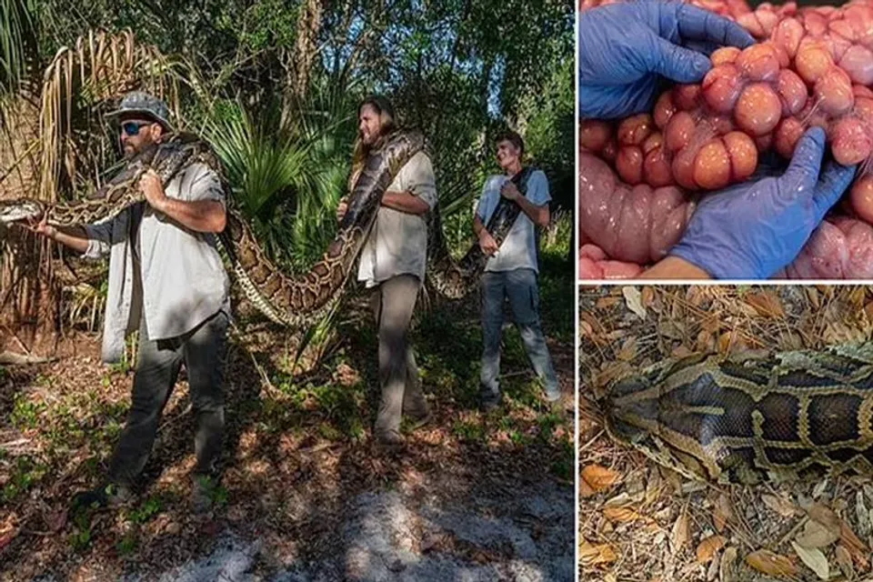 খোঁজ মিলল সবথেকে বড় পাইথনের