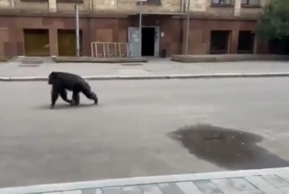 খারকিভের চিড়িয়াখানা থেকে বেড়িয়ে মজার কীর্তি শিম্পাঞ্জির