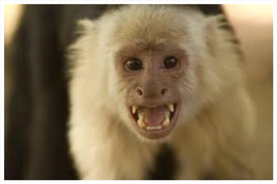 পুলিশকে কল বাঁদরের! অদ্ভুত ঘটনা চিড়িয়াখানায়