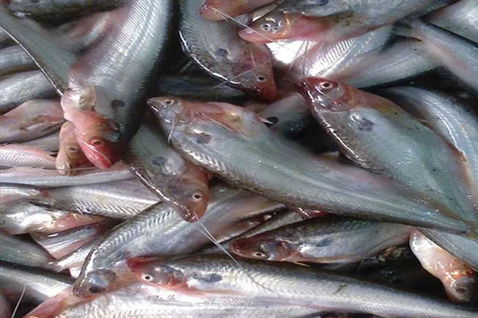 পাবদা মাছ চাষের সহজ পদ্ধতি