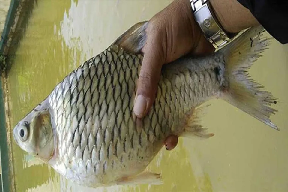 সরপুঁটি মাছের চাষ পদ্ধতি সম্পর্কে জানুন