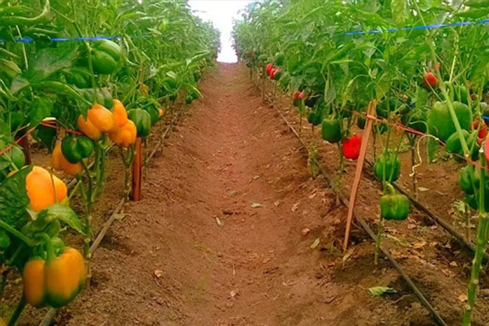 বাড়িতেই ফলান পুষ্টিকর ক্যাপসিকাম