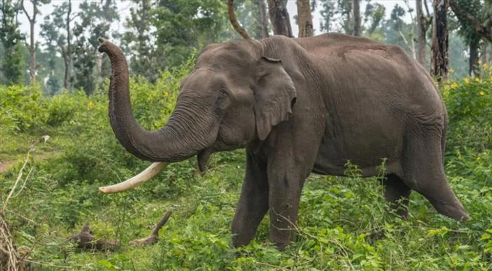 জলপাইগুড়িতে হাতির হানায় মৃত্যু হল গ্রামবাসীর