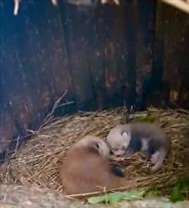 দার্জিলিং চিড়িয়াখানায় ফের দুই রেডপান্ডার জন্ম হল